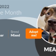 January Pet of the Month - Meadow